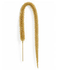Espiga Dorada 105cm