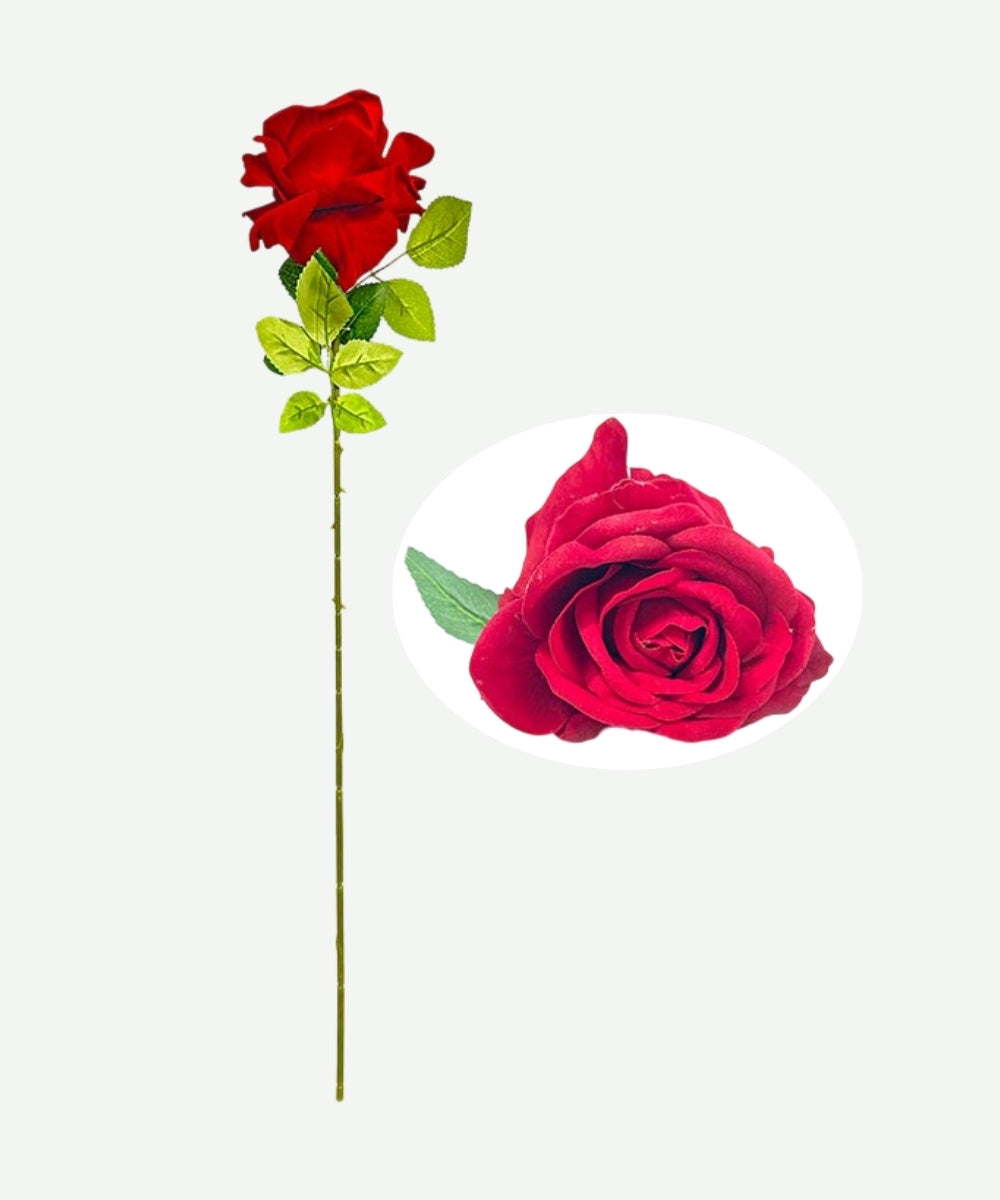 Rosa x1